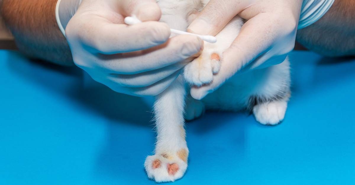 Ringworm in Cats: What Is It and How Is It Treated?
